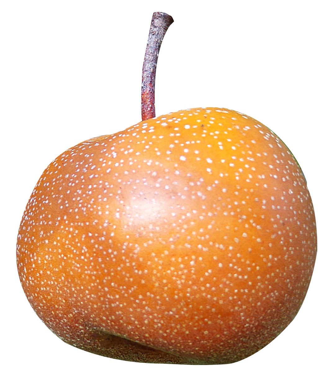 Asian Pear Fruit Photo PNG