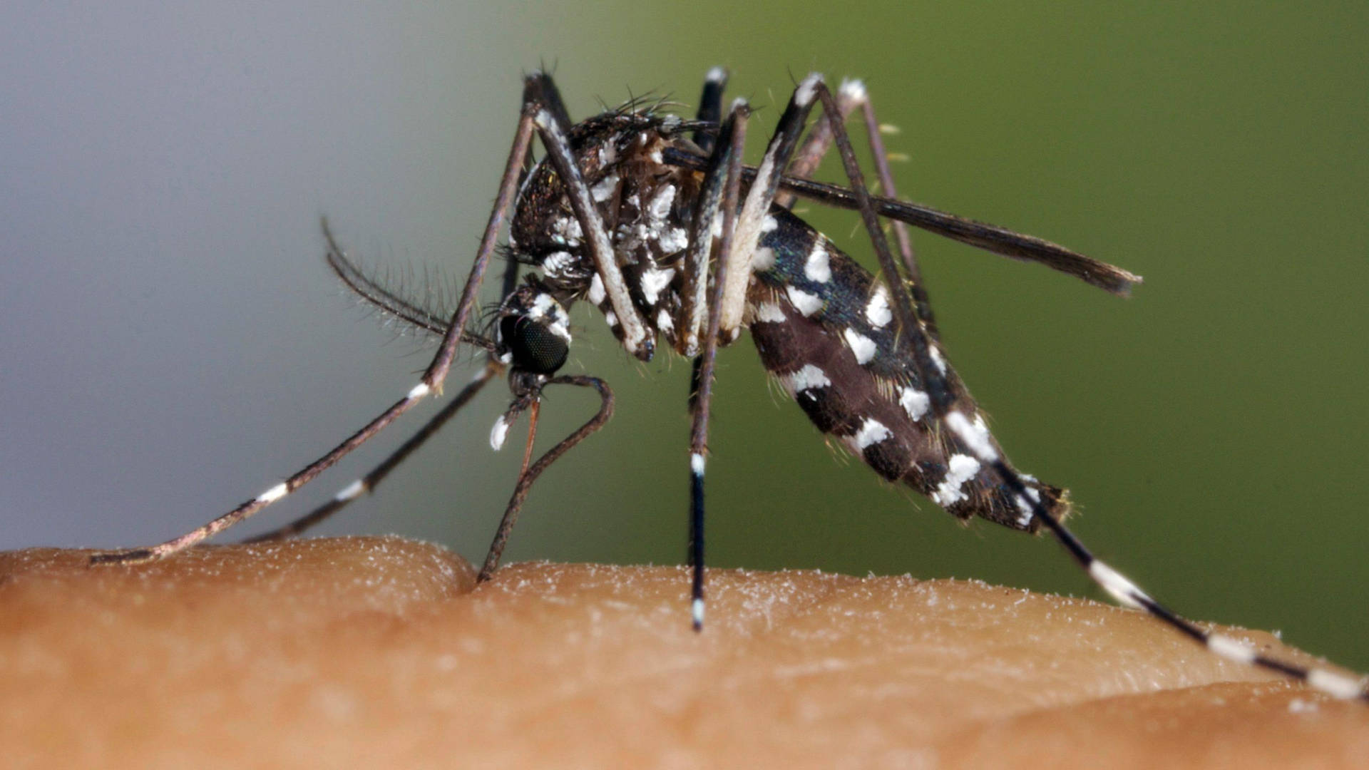 Asiantiger Mosquito - Zanzara Tigre Asiatica Sfondo