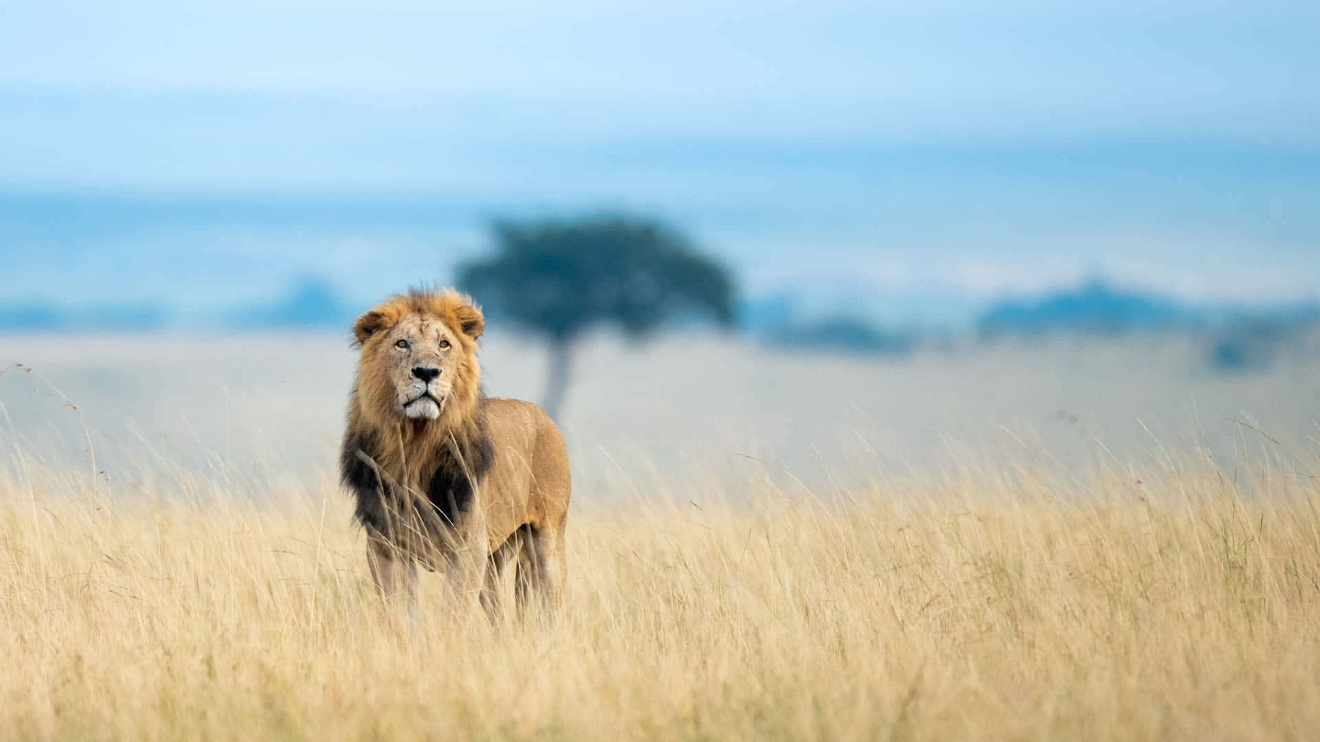 Tigreasiatico Nella Riserva Nazionale Di Masai Mara Sfondo