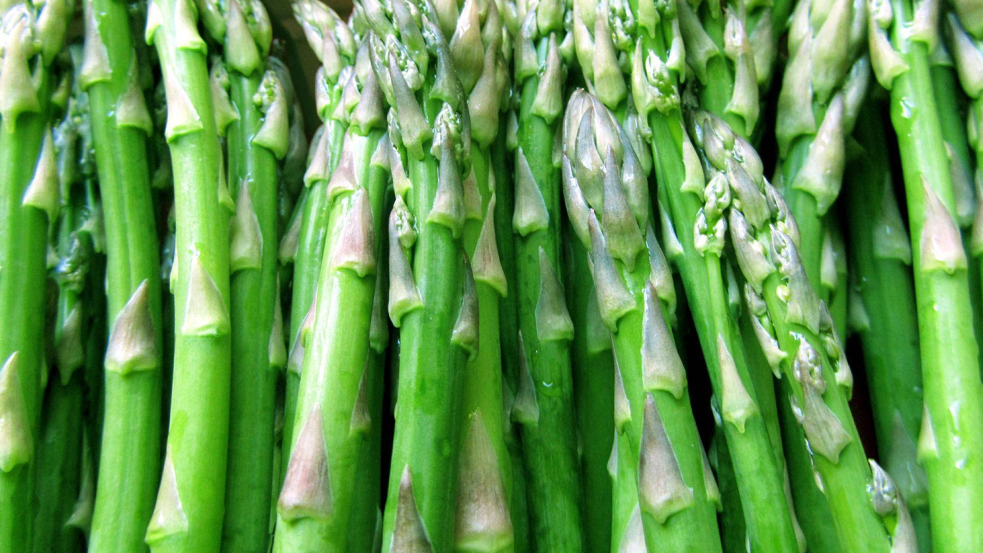 Asparagus Green Organic Herb Wallpaper