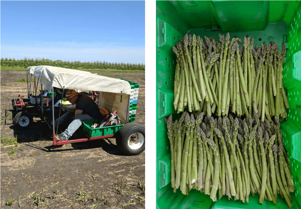 Asparagus Harvestand Collection PNG