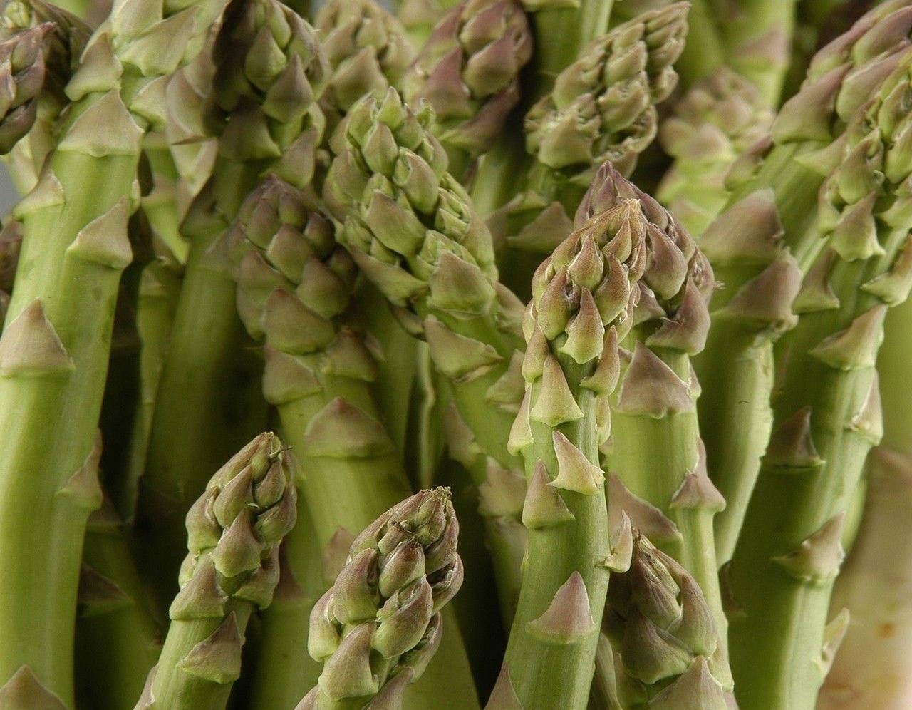 Asparagus With Modified Triangular Leaves Wallpaper