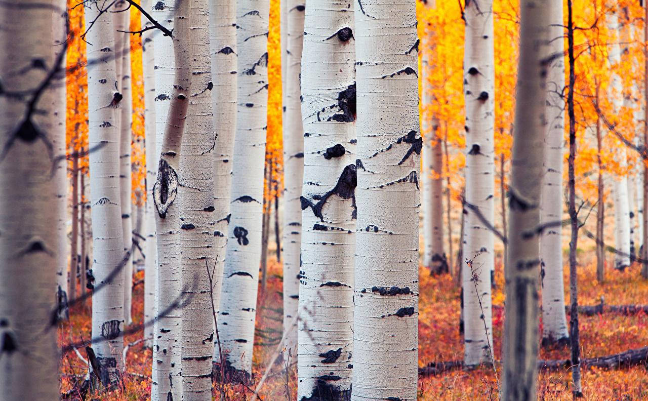 Aspenbirk Træ Colorado Skov Tapet Wallpaper