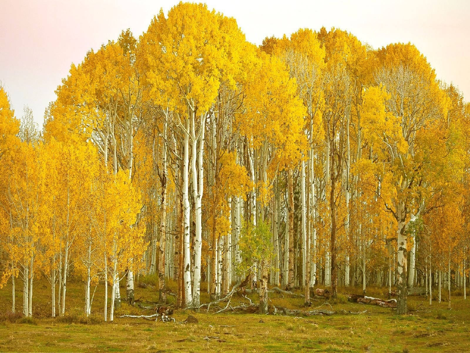 Bosquede Árboles Aspen Y Abedul En Colorado. Fondo de pantalla