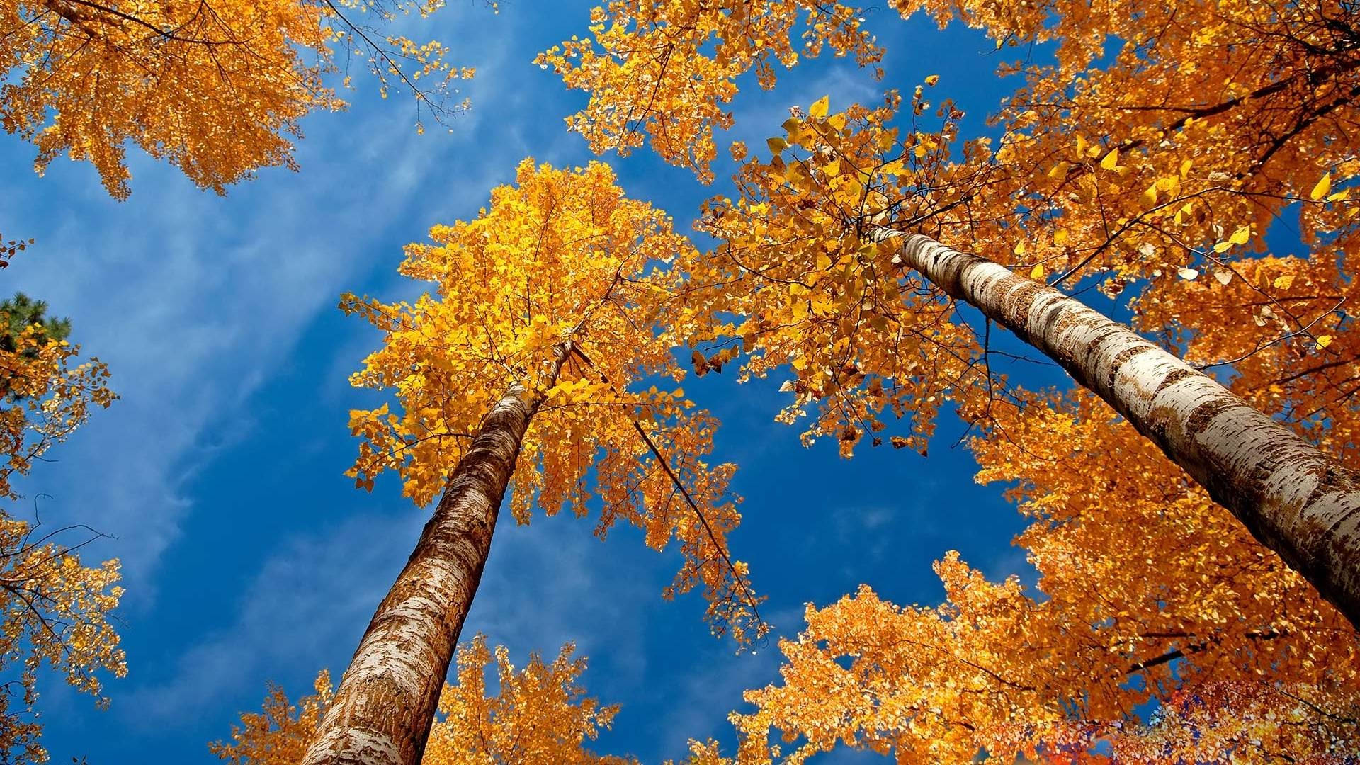 Herbstlichesdesktop-hintergrundbild Mit Aspenbäumen Wallpaper