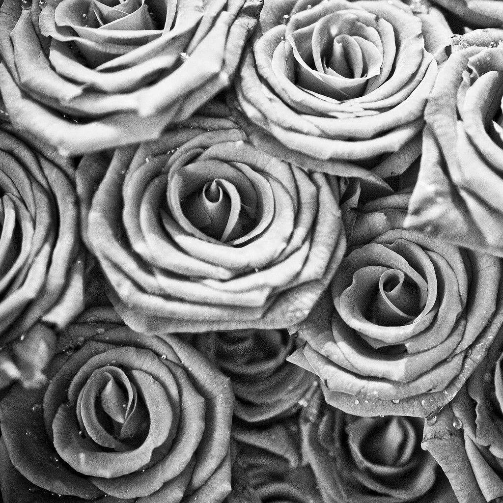 Saml sorte og hvide roseblomster Wallpaper