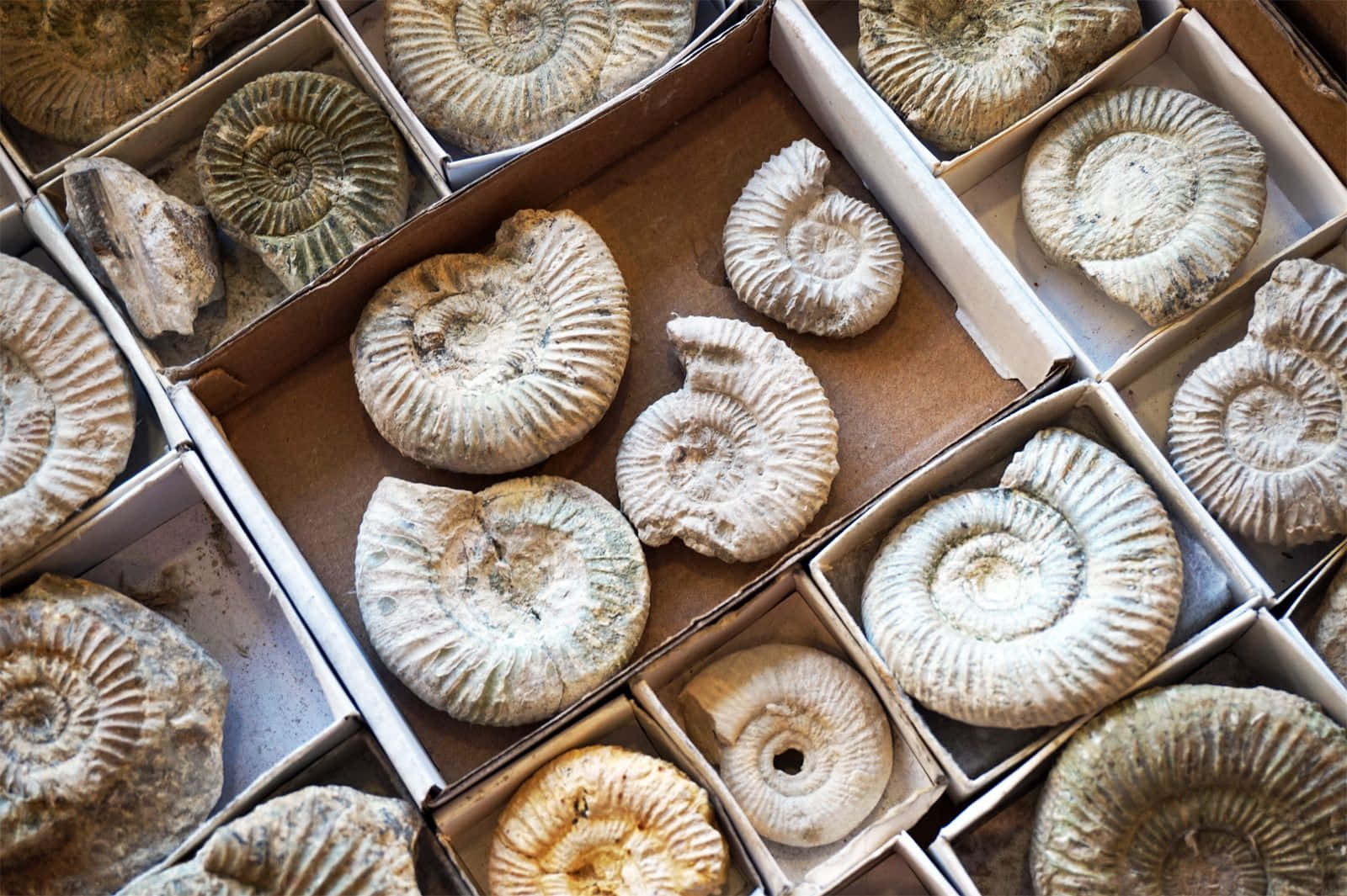 Assorted Ammonite Fossils Wallpaper