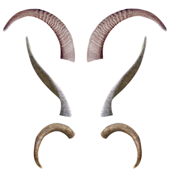 Assorted Animal Hornsand Antlers PNG