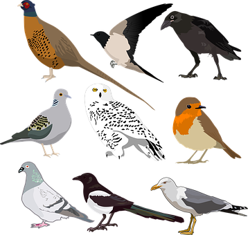 Assorted_ Bird_ Illustrations_ Vector PNG