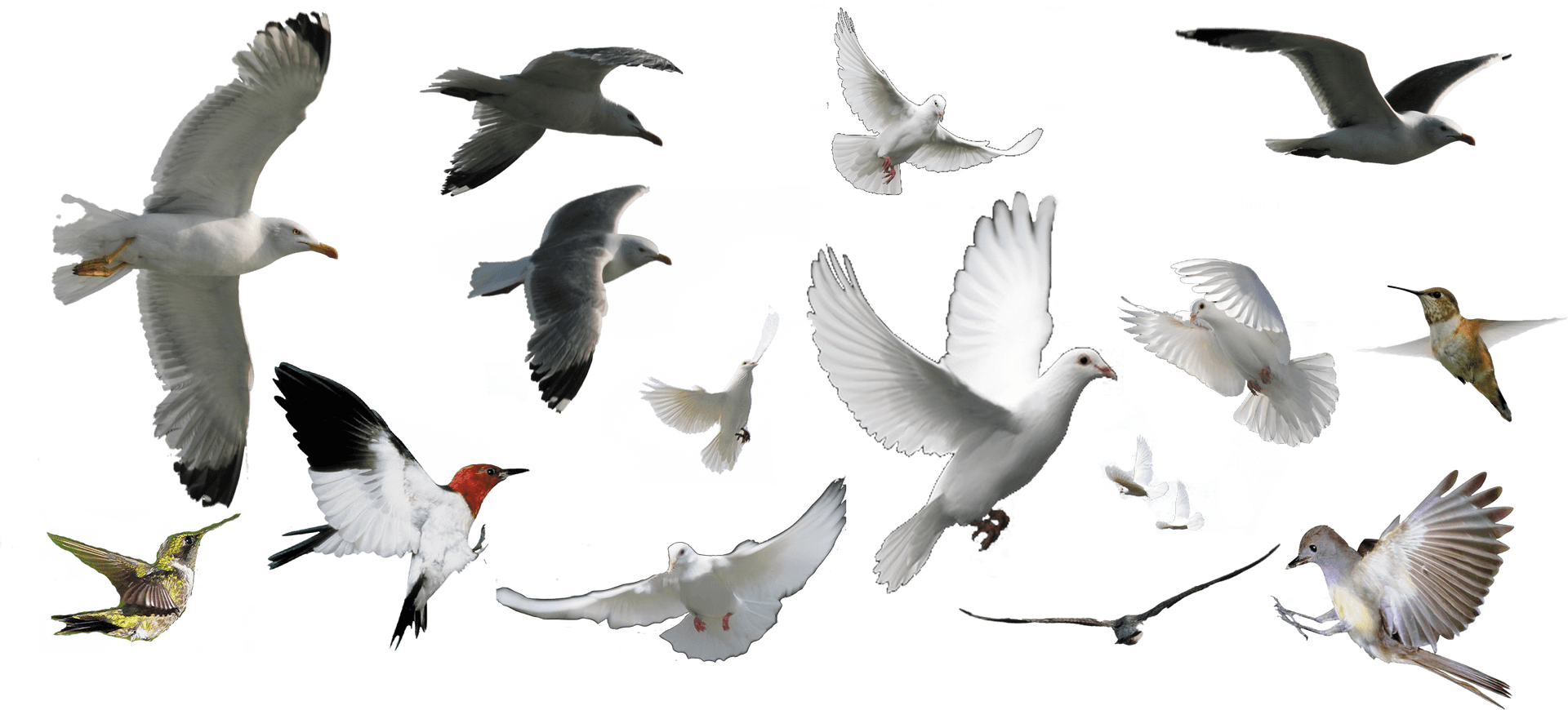Assorted Birds In Flight PNG