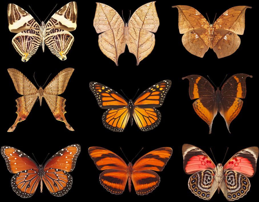 Assorted Butterfly Species Collection PNG