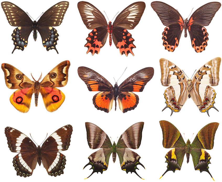 Assorted Butterfly Species PNG