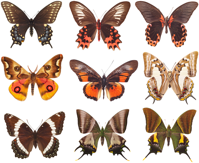 Download Assorted Butterfly Species | Wallpapers.com