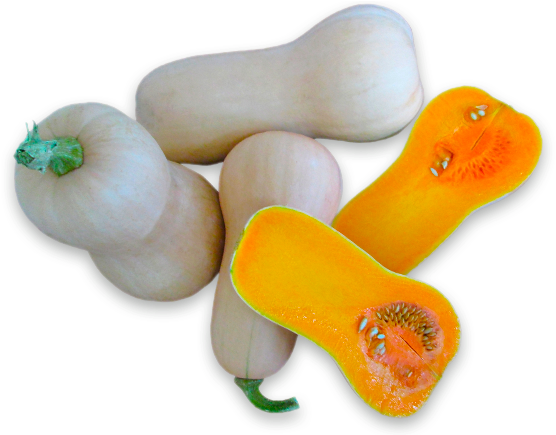 Assorted Butternut Squash Cutand Whole PNG