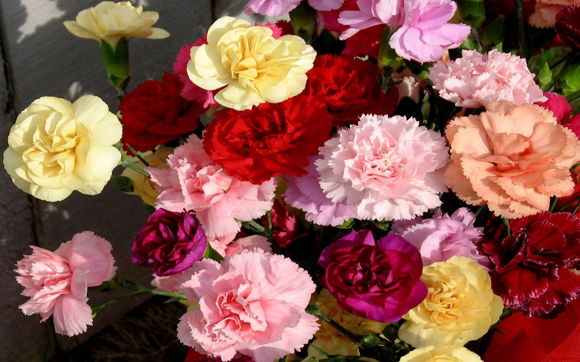 Download Assorted Carnation Flowers Wallpaper | Wallpapers.com
