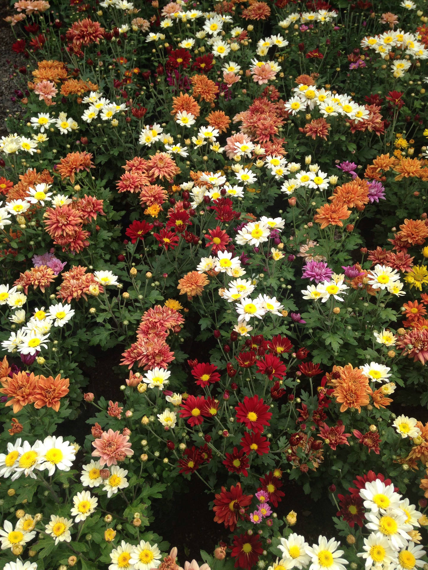 Assorted Chrysanthemum Flower Field Wallpaper