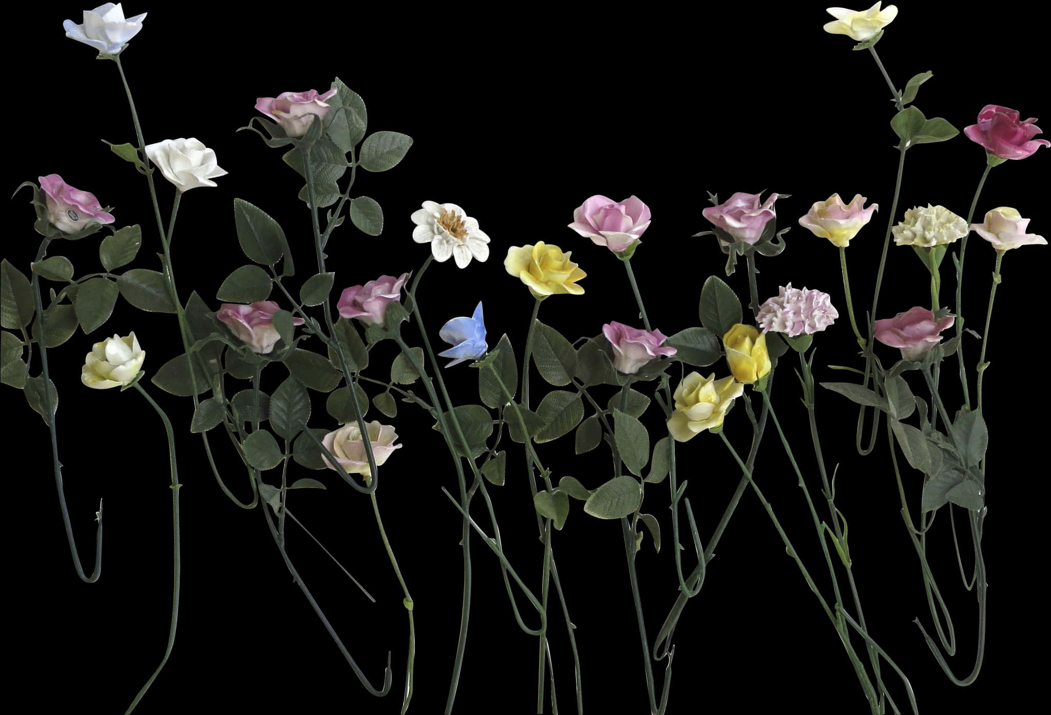 Assorted Color Roses Against Black Background PNG