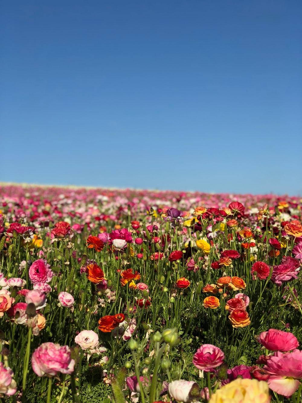Assorted Colorful Flower Field Wallpaper