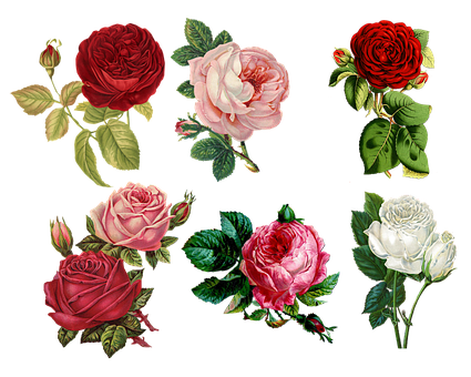 Assorted_ Colorful_ Roses_ Artwork PNG