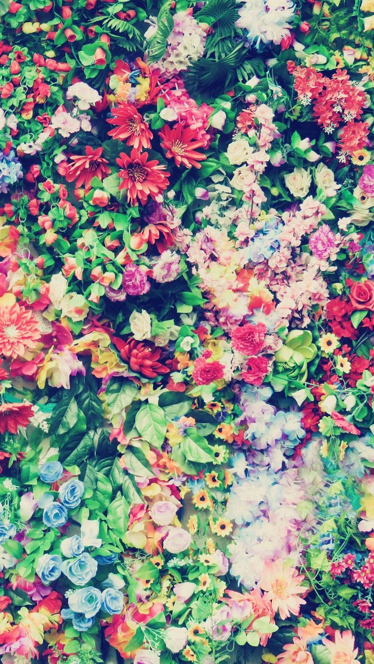 Assorted Colourful Flowers Floral Iphone Wallpaper