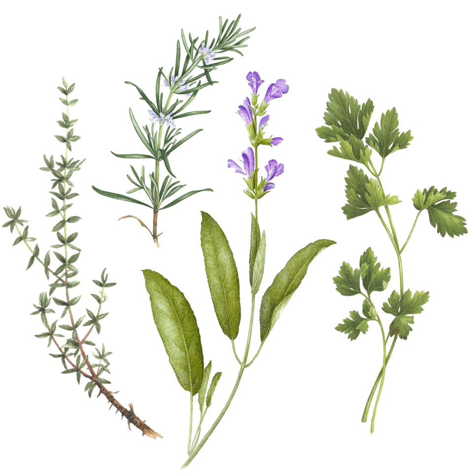 Assorted Culinary Herbs Illustration PNG