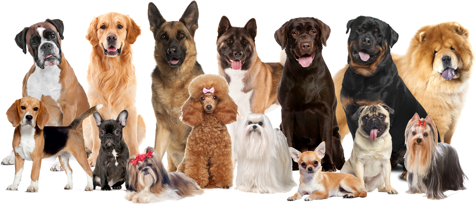 Assorted Dog Breeds Group PNG