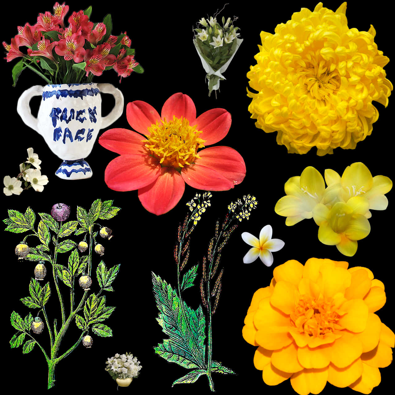 Assorted Floral Collection Black Background PNG