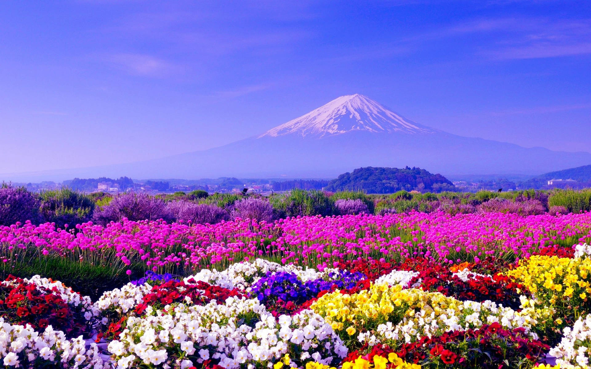 Assorted Flowers And Mount Fuji Wallpaper