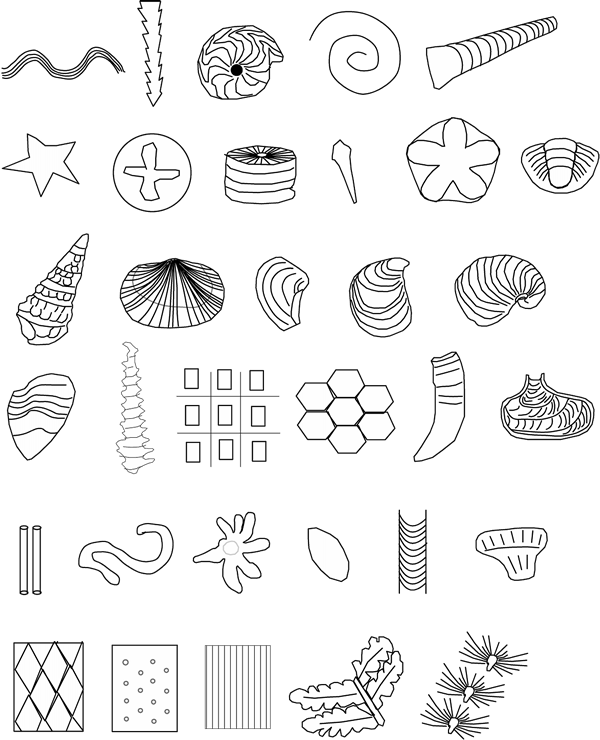 Assorted Fossil Illustrations PNG