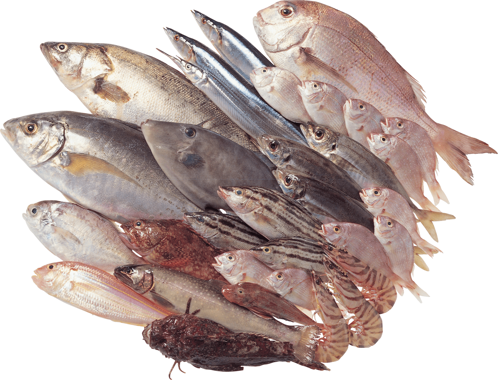 Assorted Fresh Catchof Fish PNG