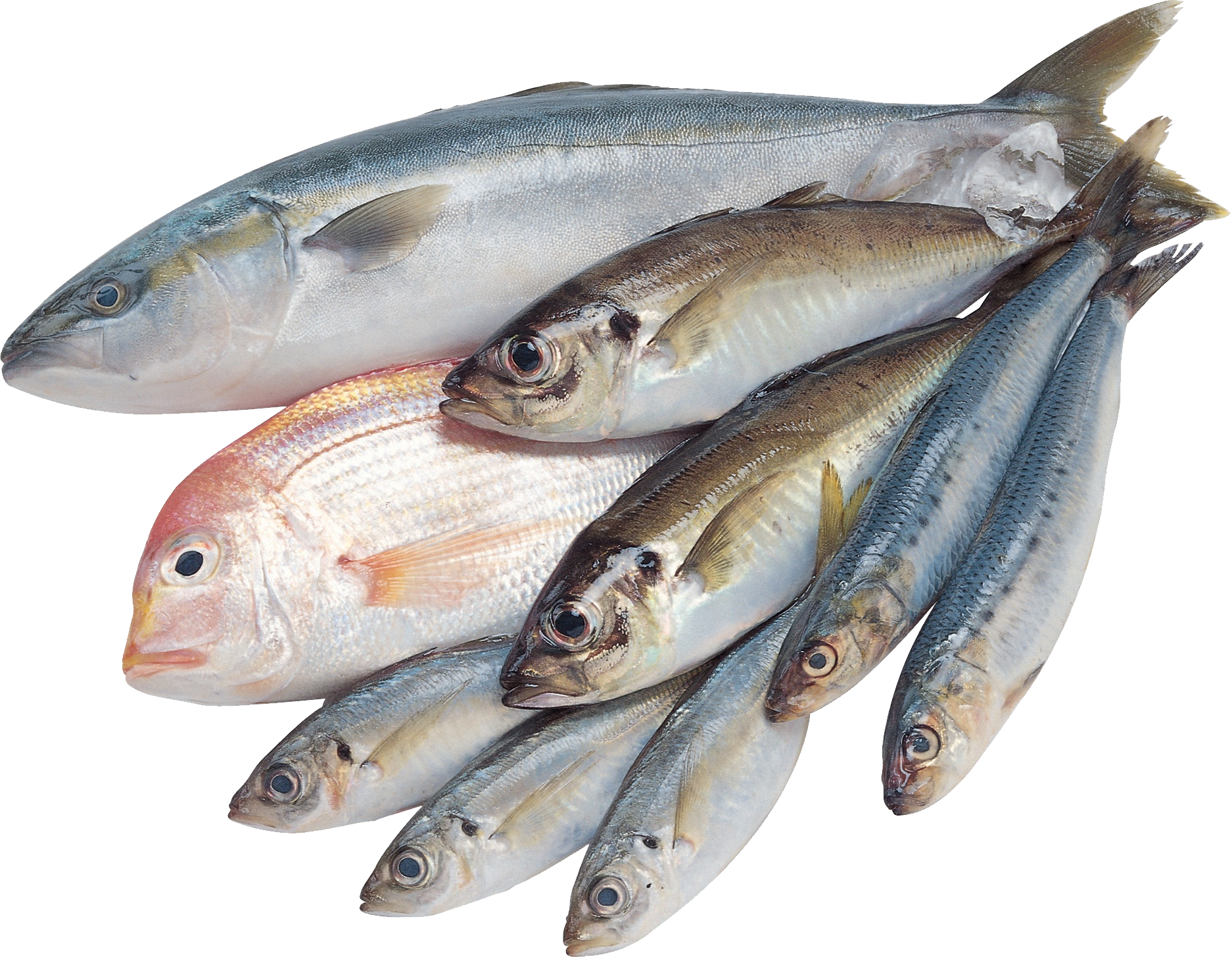 Assorted Fresh Fish Variety PNG