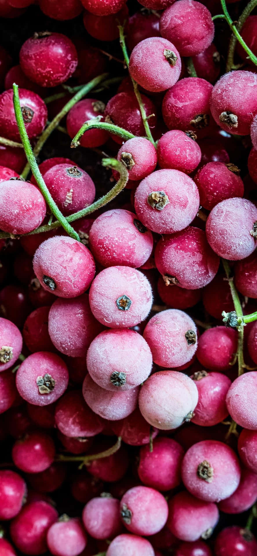 Assorted Fresh Fruits Still Life