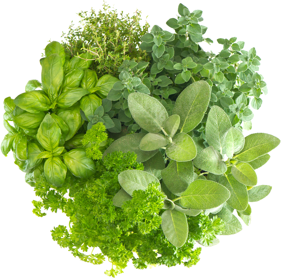 Assorted Fresh Herbs Collection PNG