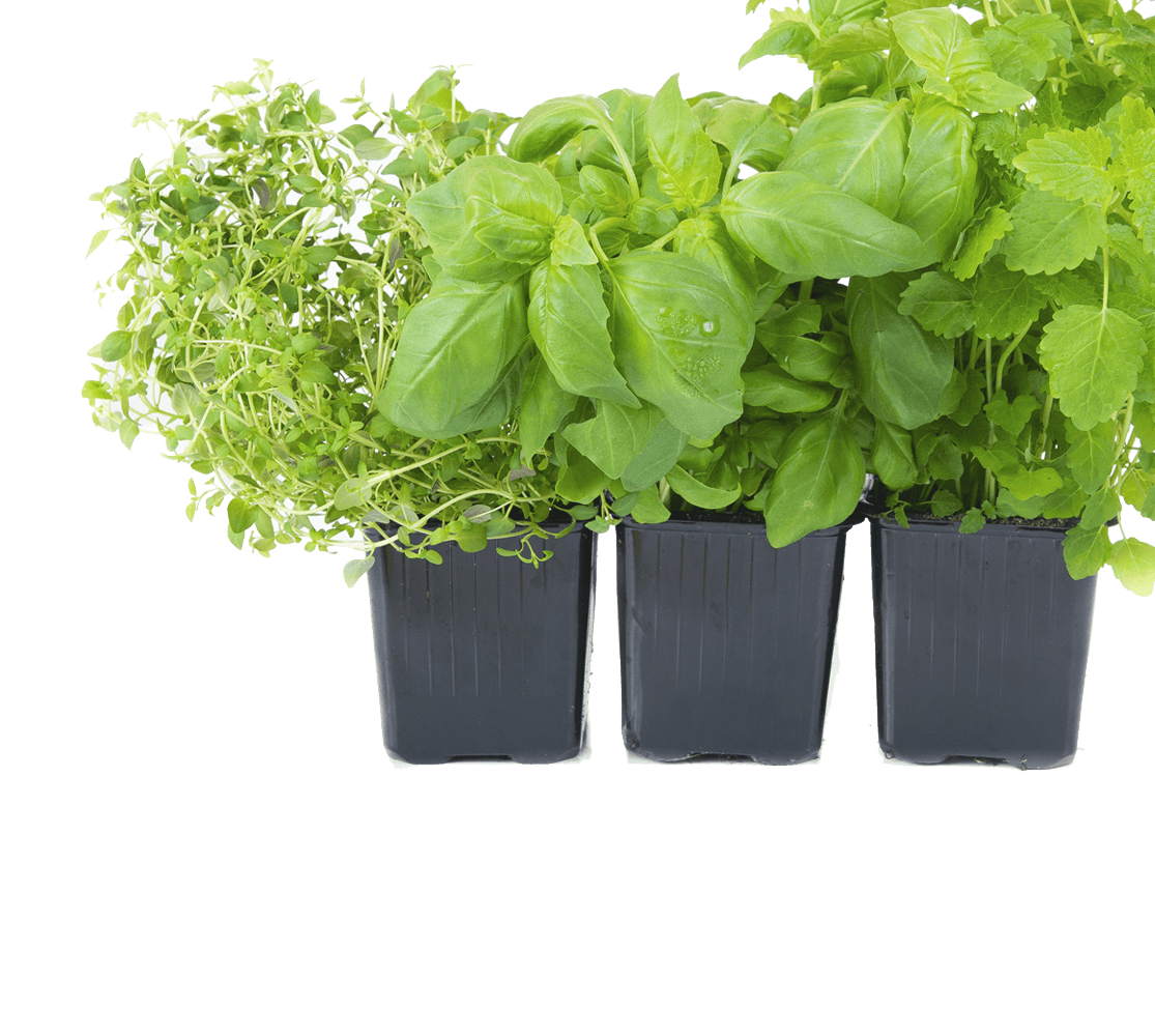 Assorted Fresh Herbsin Pots PNG