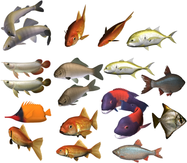 Assorted Freshwater Fish Collection PNG