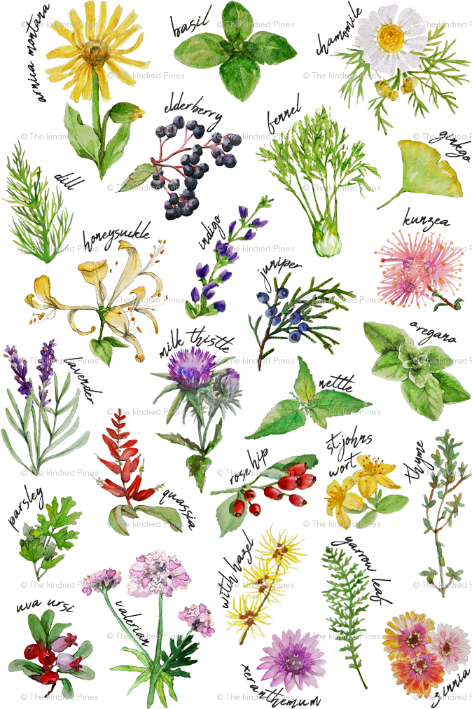 Assorted Herbsand Flowers Illustration PNG