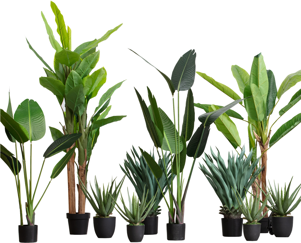 Assorted Indoor Plants Collection PNG