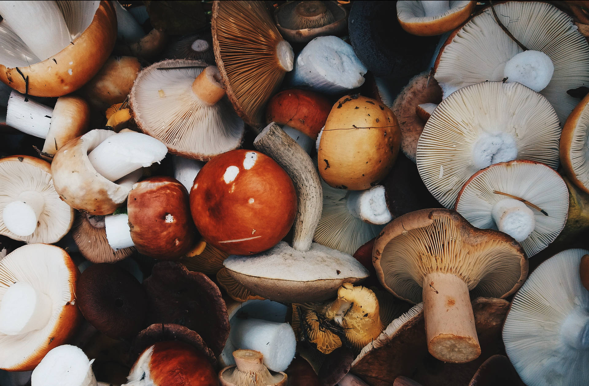 An assortment of colorful mushrooms on a bed of dried leaves Wallpaper
