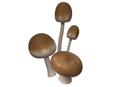Assorted Mushrooms Black Background PNG