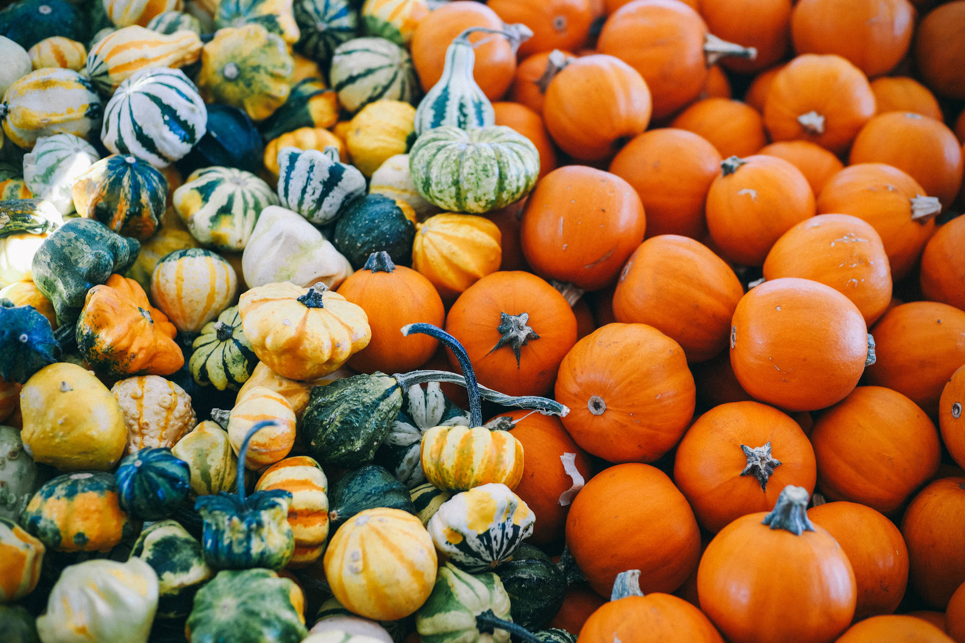 Assorted Newly Harvested Pumpkins