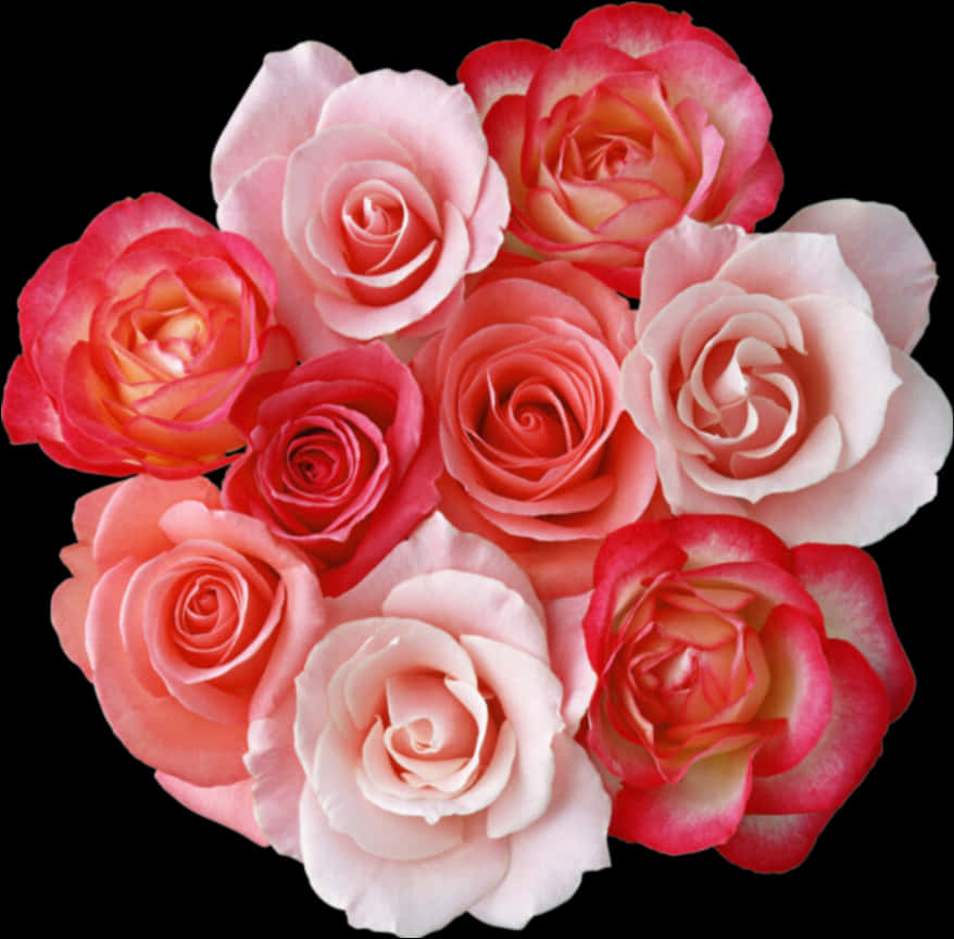 Assorted Pink Roses Black Background PNG