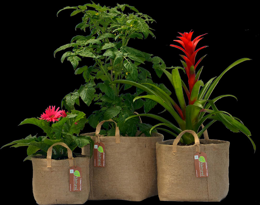 Assorted Plantsin Eco Friendly Pots PNG