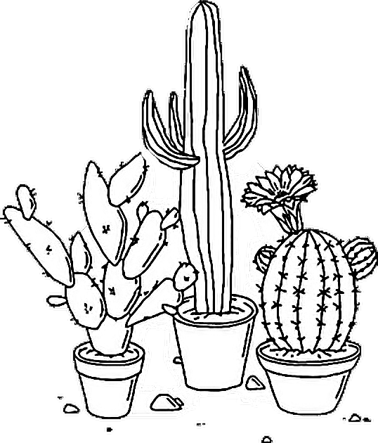 Assorted Potted Cacti Illustration PNG
