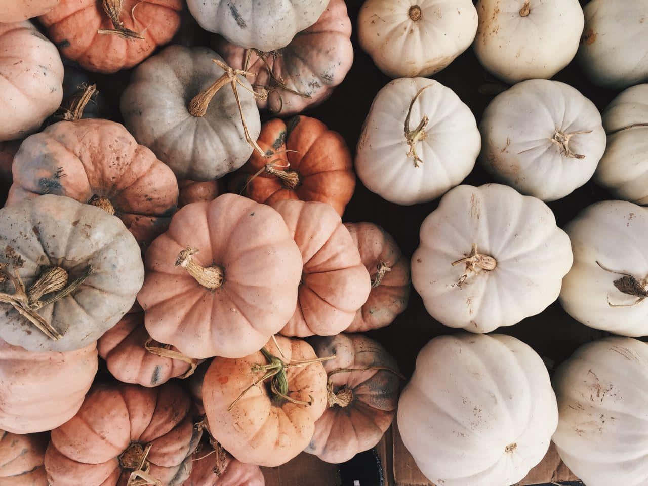 Affichage D'automne De Citrouilles Assorties.jpg Fond d'écran