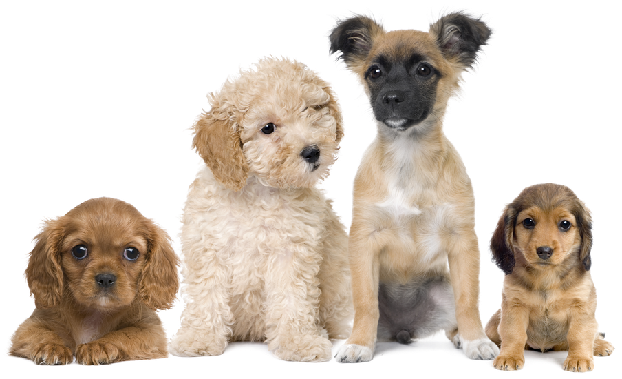 Assorted Puppy Breeds Group PNG