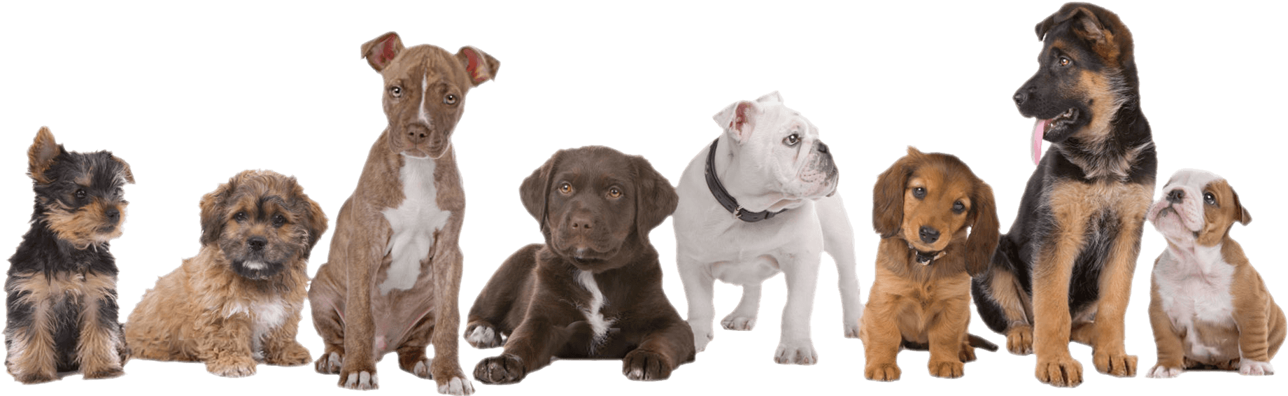 Assorted Puppy Breeds Lineup PNG