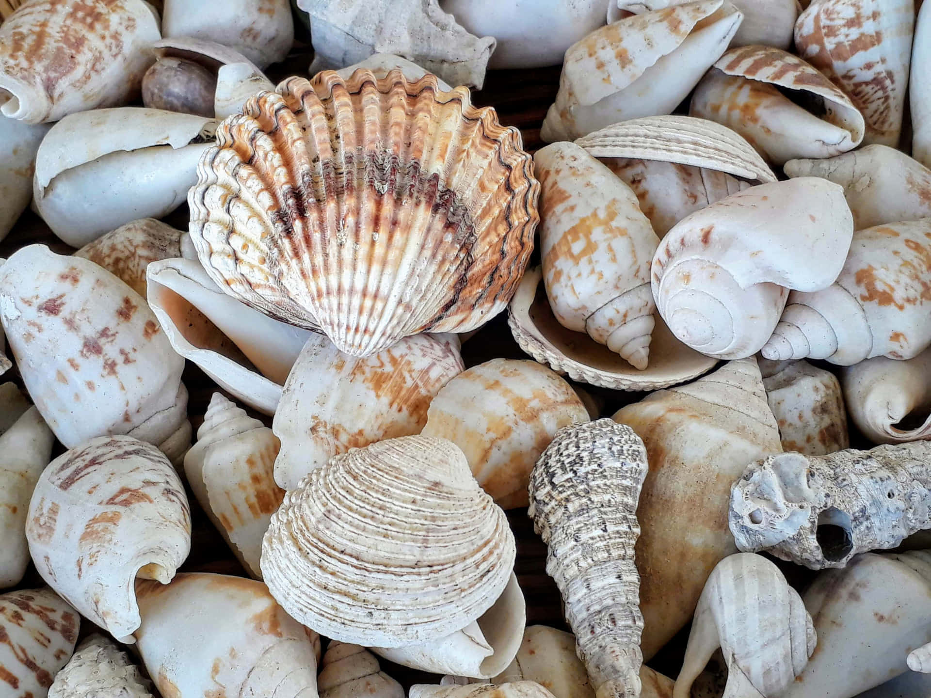 Assorted Sea Shells Texture Wallpaper
