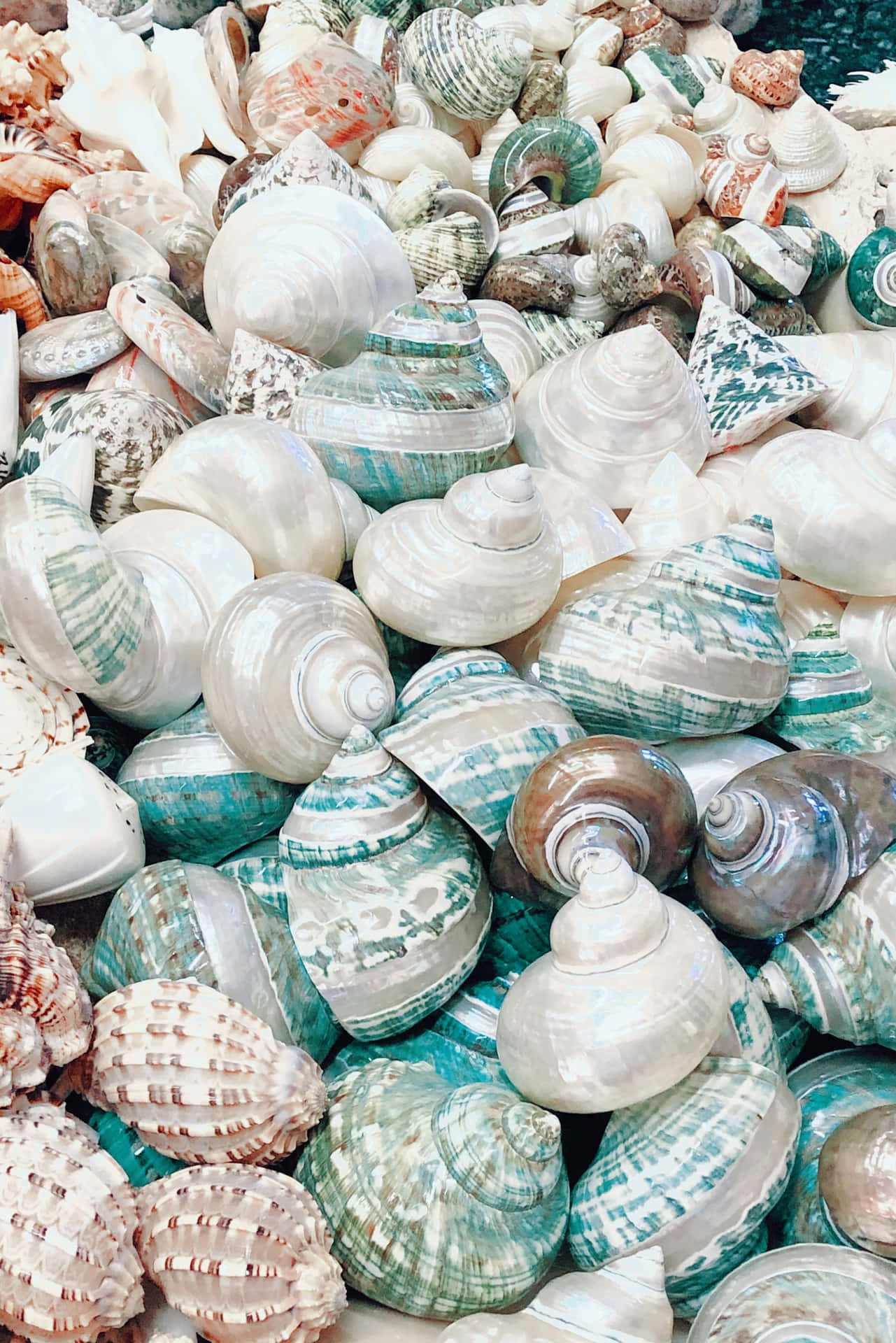 Assorted Seashell Collection Aesthetic Wallpaper