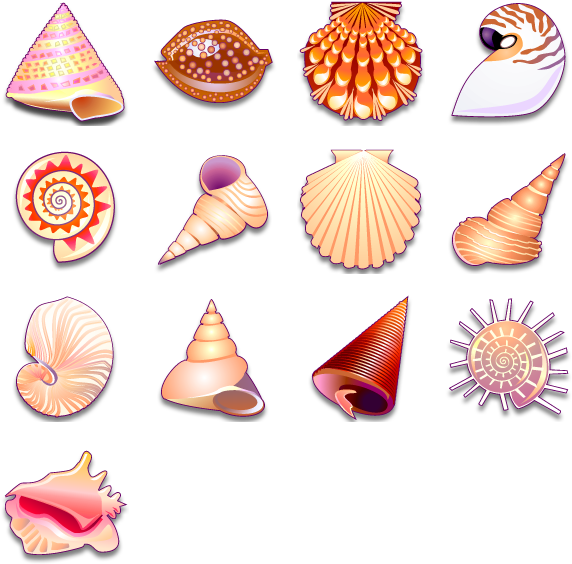 Assorted Seashell Collection PNG