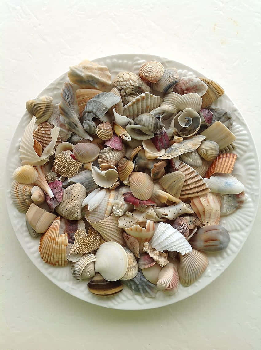 Assorted Seashell Collection Plate Wallpaper
